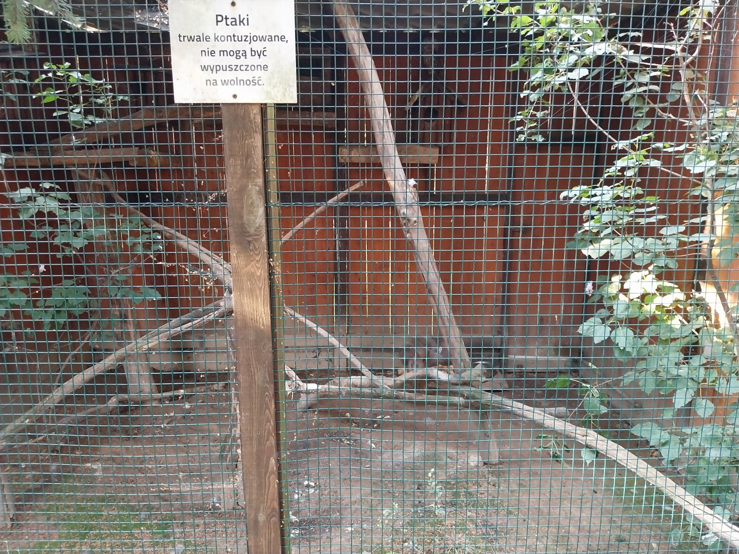 Wojciechow Zoo - Eurasian Tawny Owl (Strix aluco)