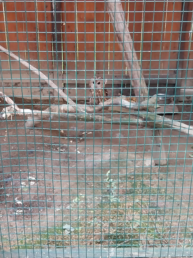 Wojciechow Zoo - Eurasian Tawny Owl (Strix aluco)