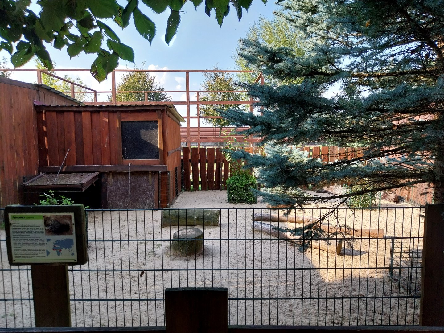 Wojciechow Zoo - Indian Crested Porcupine (Hystrix indica)