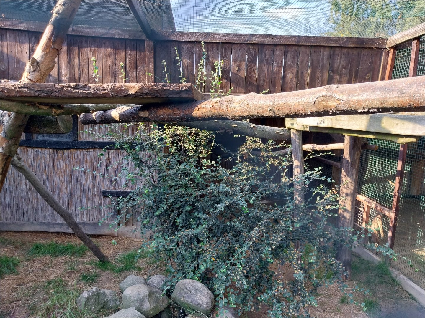 Wojciechow Zoo - Jaguarundi enclosure