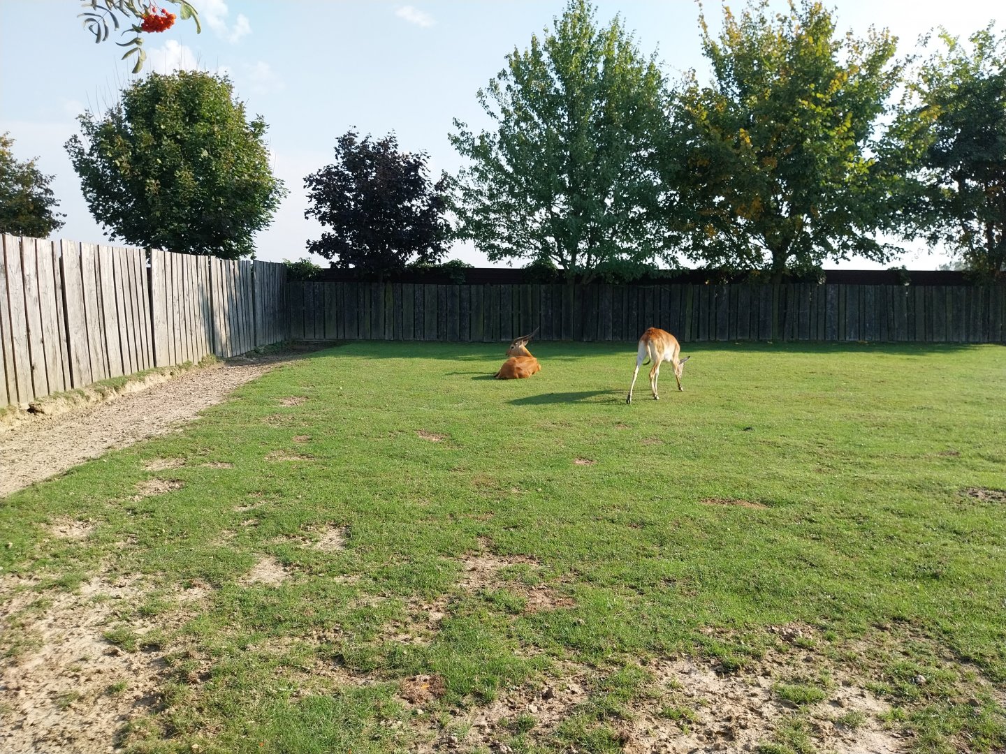 Wojciechow Zoo - Kafue Lechwe (Kobus leche kafuensis)