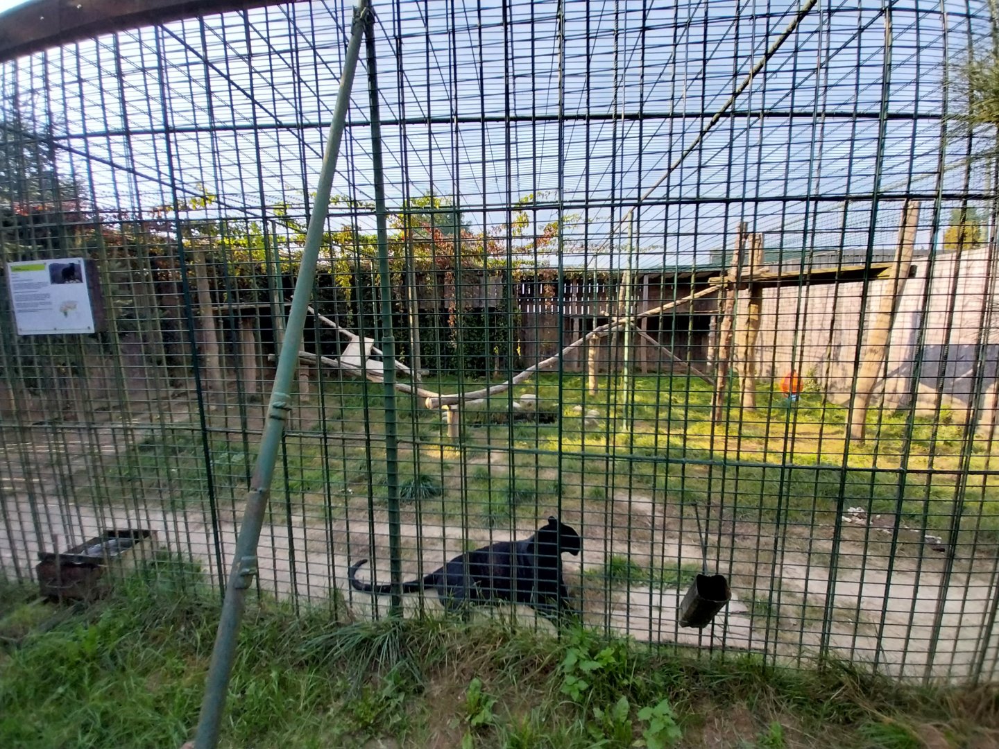 Wojciechow Zoo - Leopard (Panthera pardus)