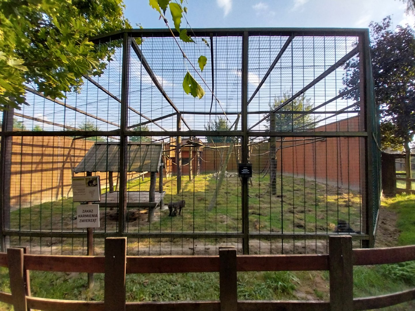 Wojciechow Zoo - Mandrill (Mandrillus sphinx)