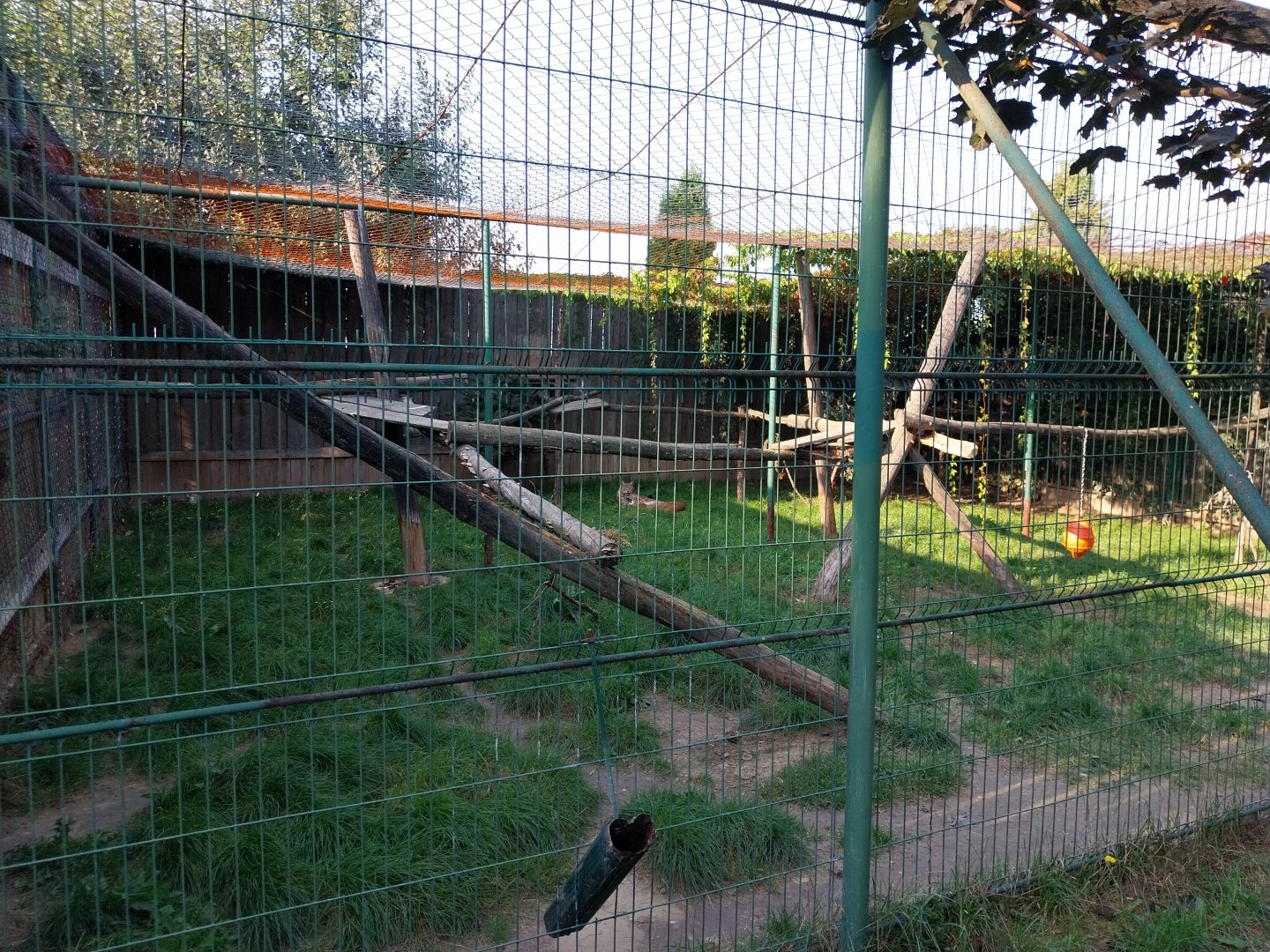 Wojciechow Zoo - Northern Lynx (Lynx lynx lynx)