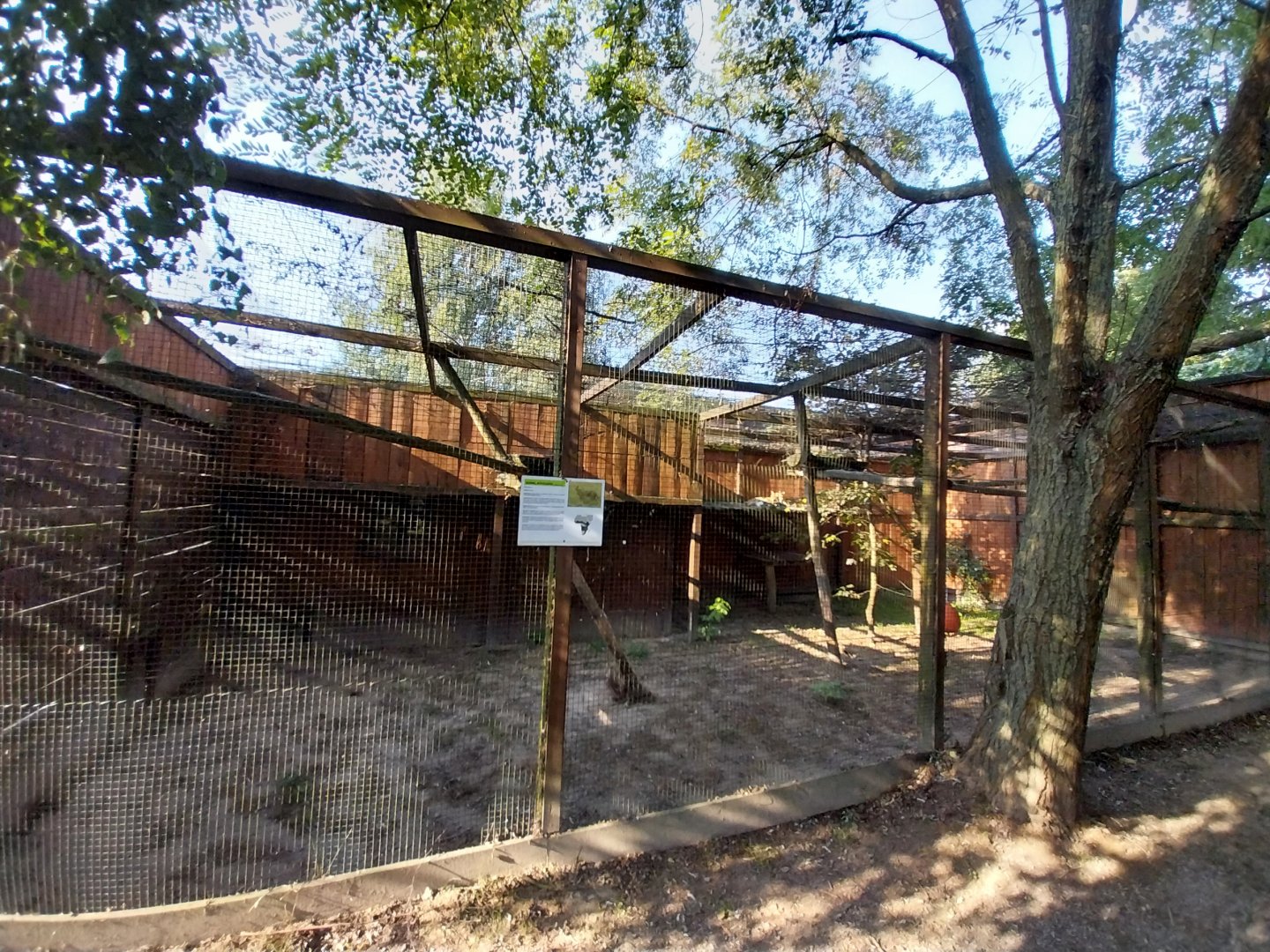 Wojciechow Zoo - Serval (Leptailurus serval)