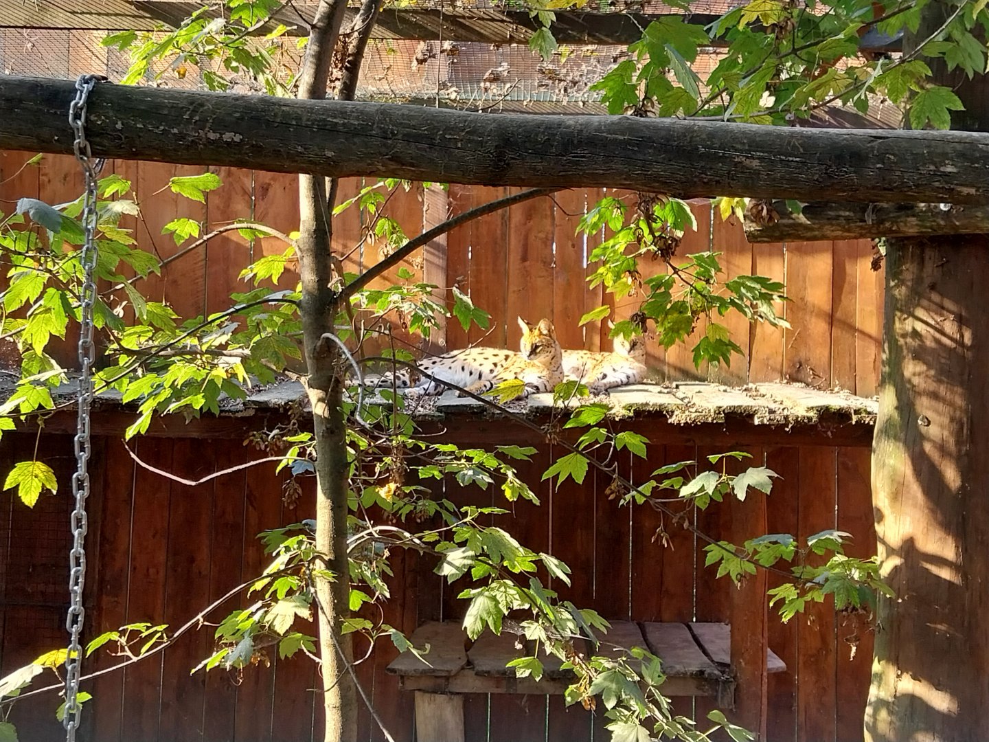 Wojciechow Zoo - Serval (Leptailurus serval)