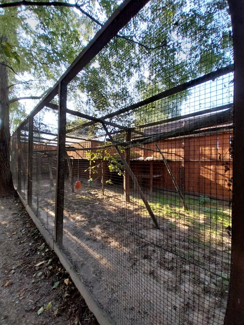 Wojciechow Zoo - Serval (Leptailurus serval)