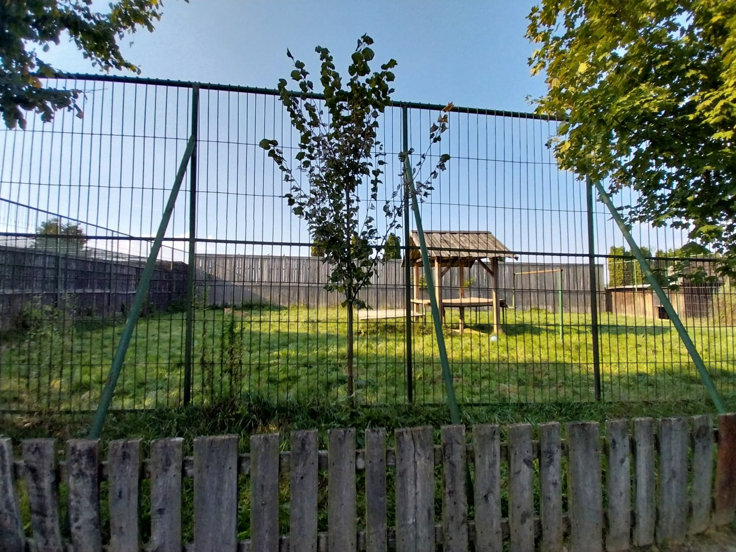 Wojciechow Zoo - Southeast African Lion (Panthera leo krugeri) - Main enclosure