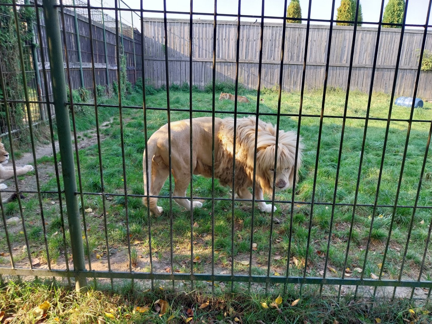 Wojciechow Zoo - Southeast African Lion (Panthera leo krugeri)