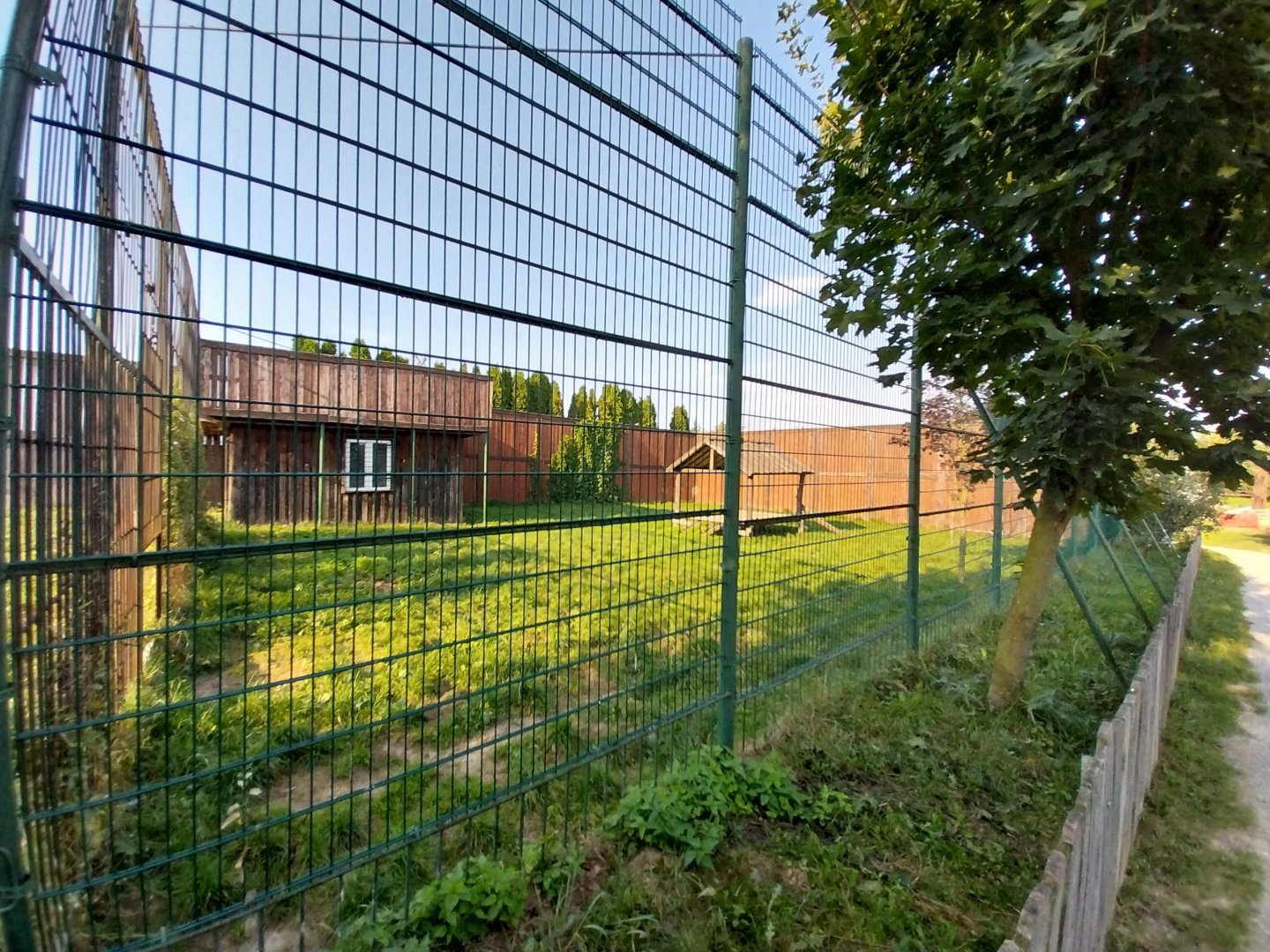 Wojciechow Zoo - Southeast African Lion - Second enclosure