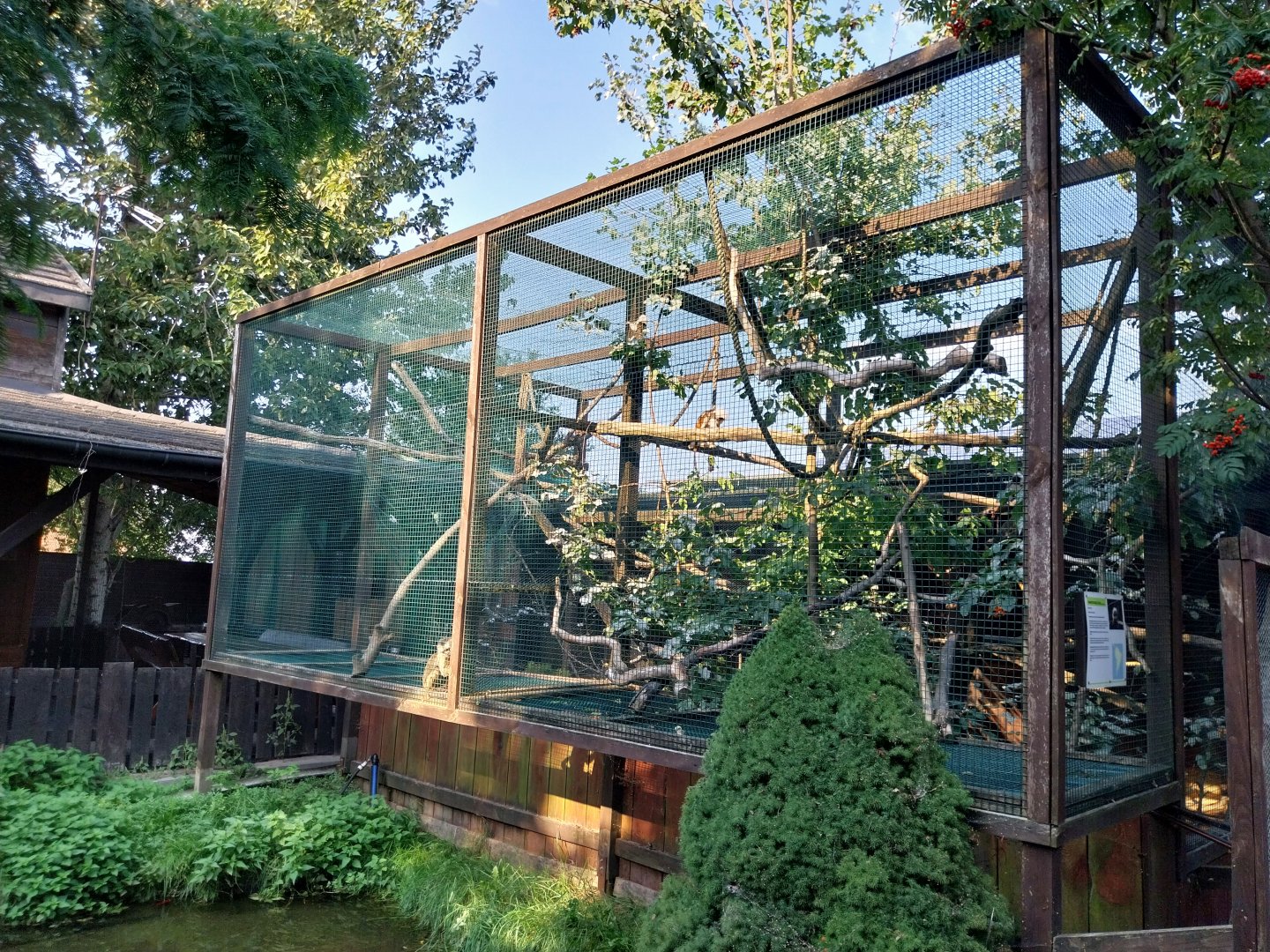 Wojciechow Zoo - Squirrel Monkey (Saimiri ssp) and Cotton-top Tamarin (Saguinis oedipus)