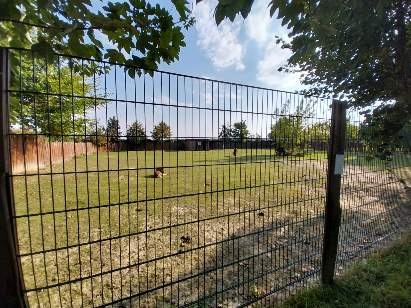 Wojciechow Zoo - White-tailed Wildebeest (Connochaetes gnou)