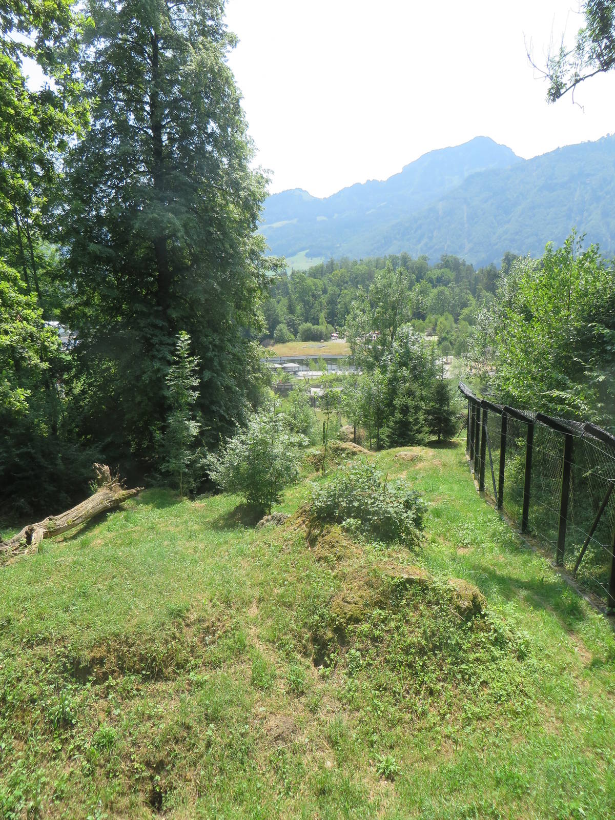 Wolf and bear enclosure