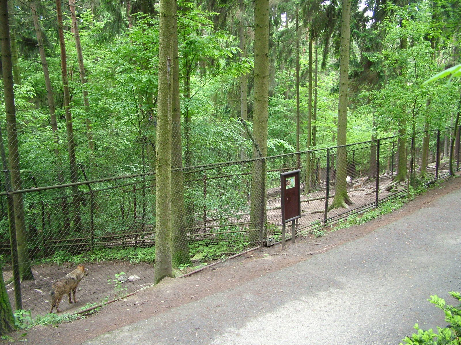 Wolf and Jackal paddocks at Olomouc 30/05/10