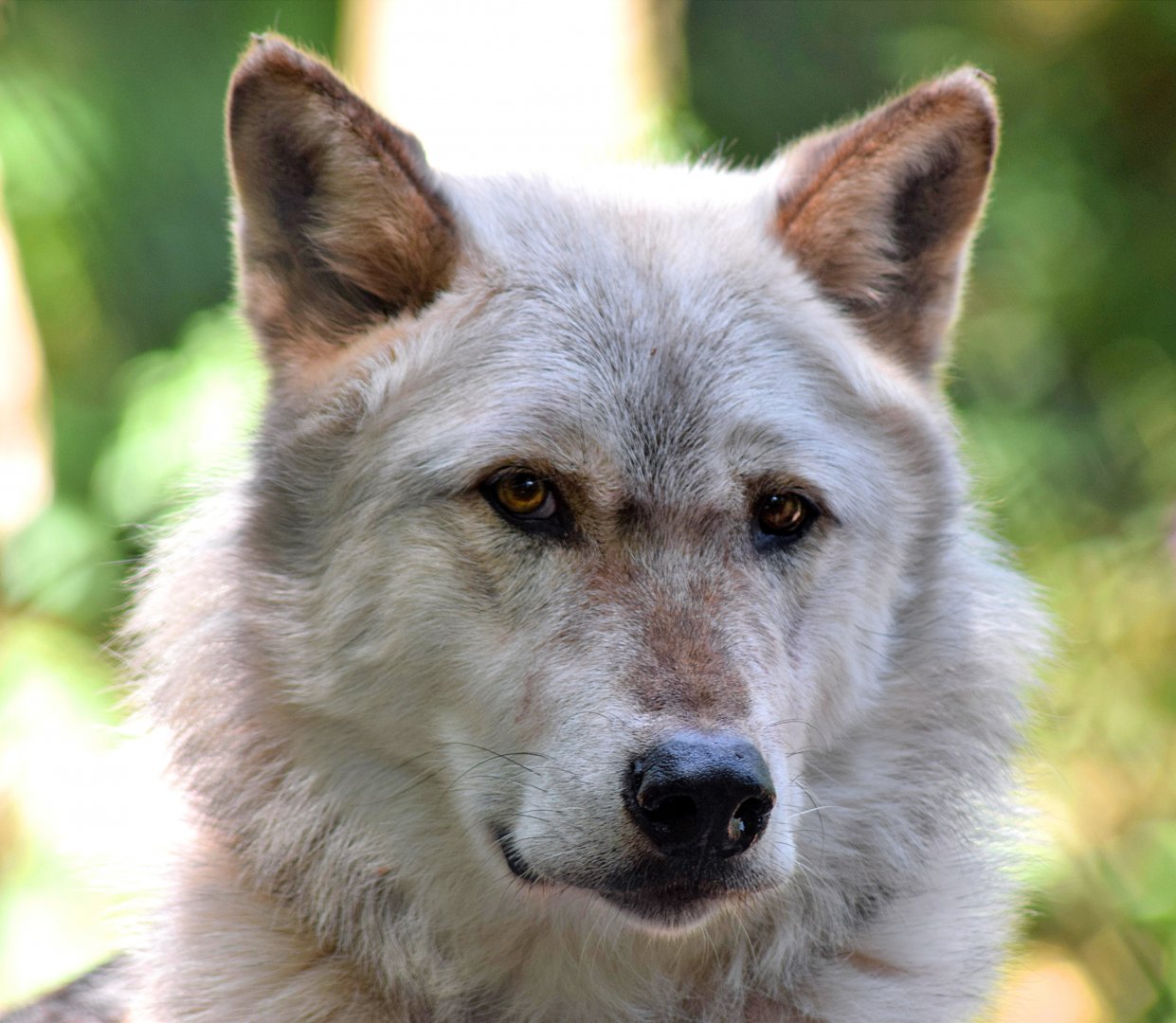 Wolf at Dartmoor Zoo