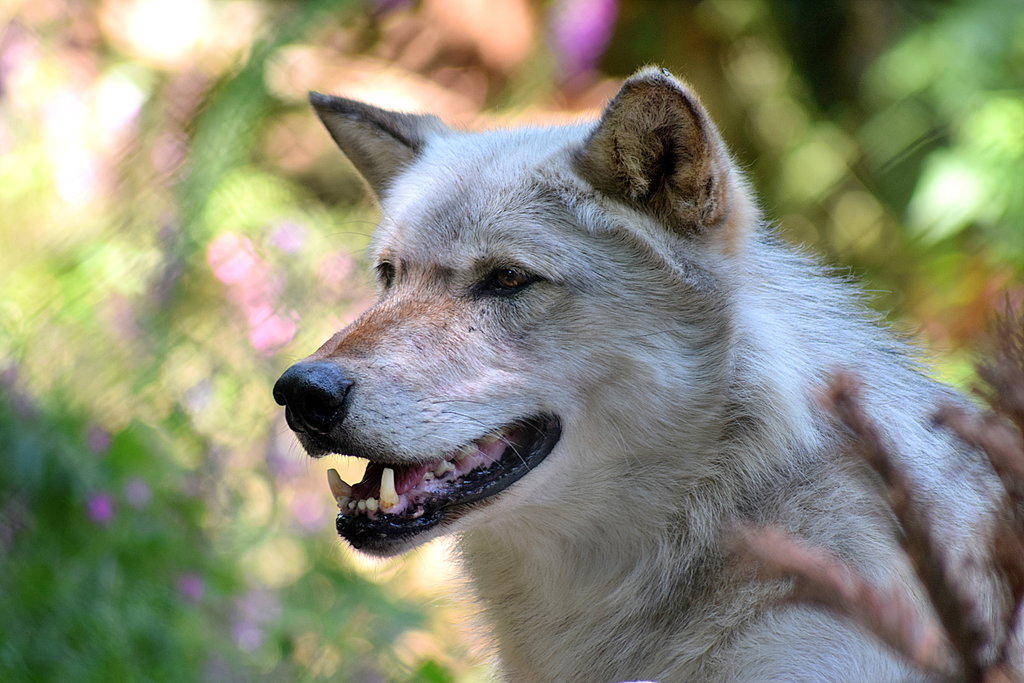 Wolf at Dartmoor Zoo