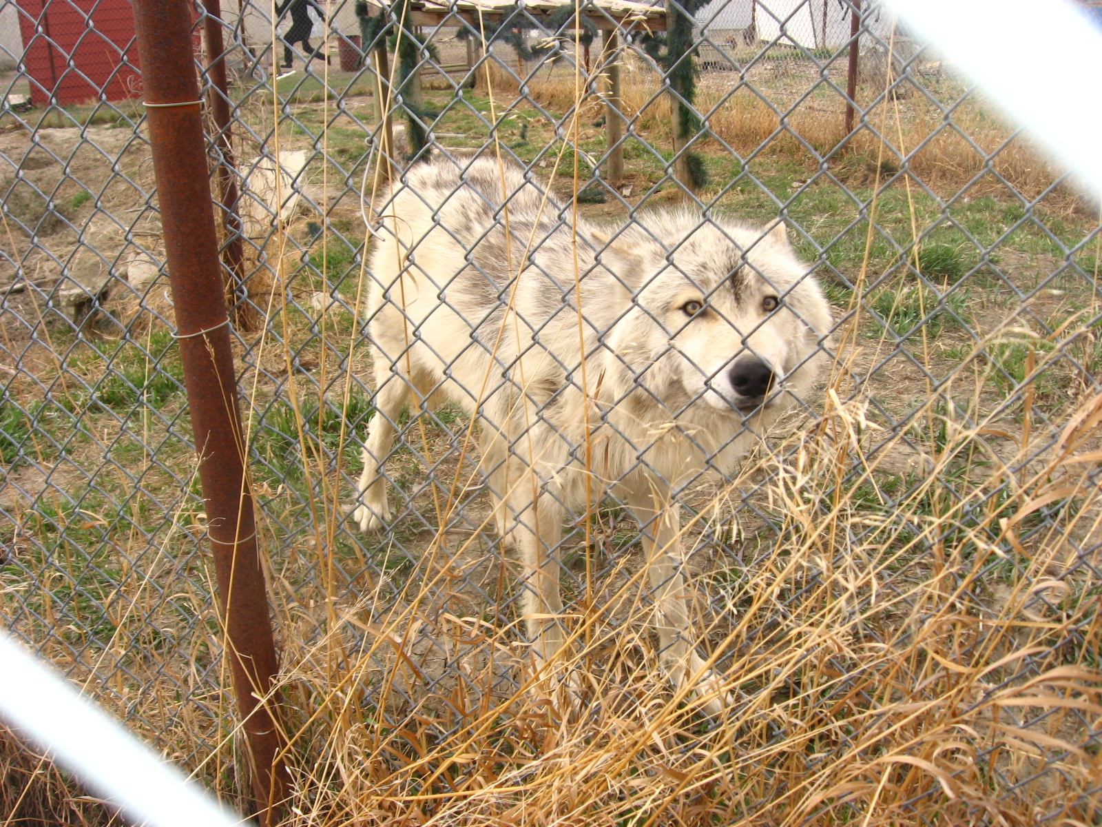 Wolf at Guzoo