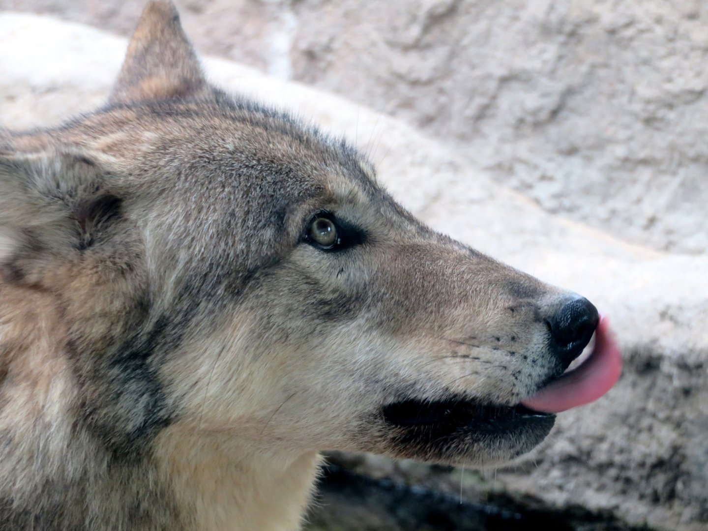 Wolf at Kobe Animal Kingdom