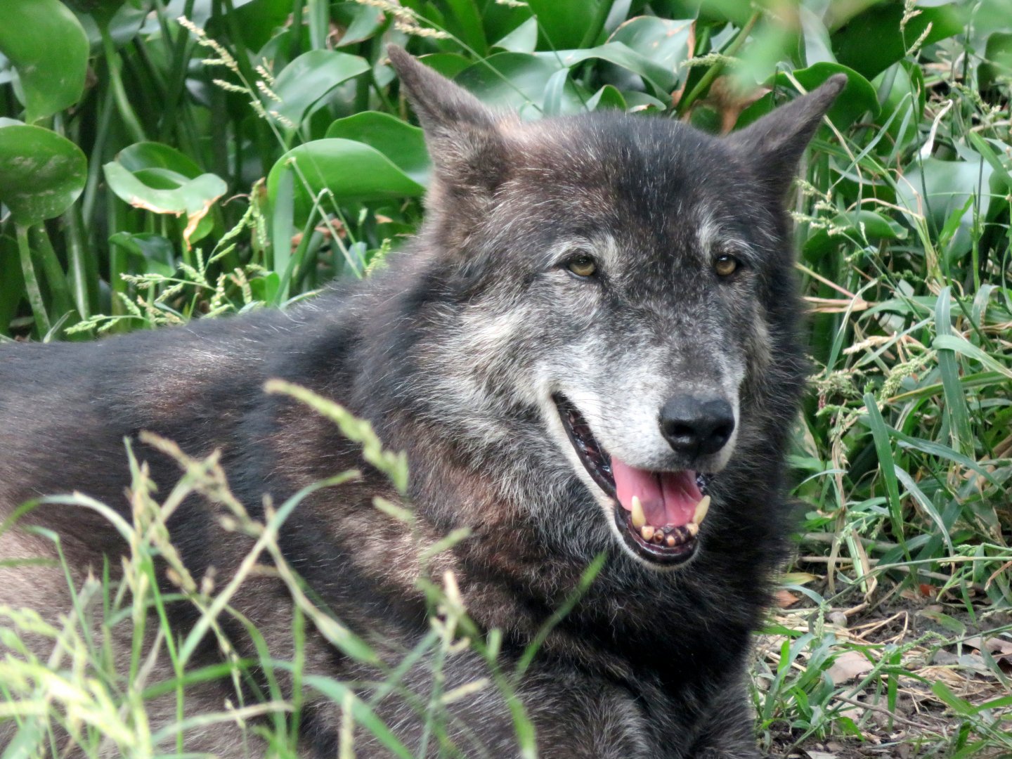 Wolf at Kobe Animal Kingdom