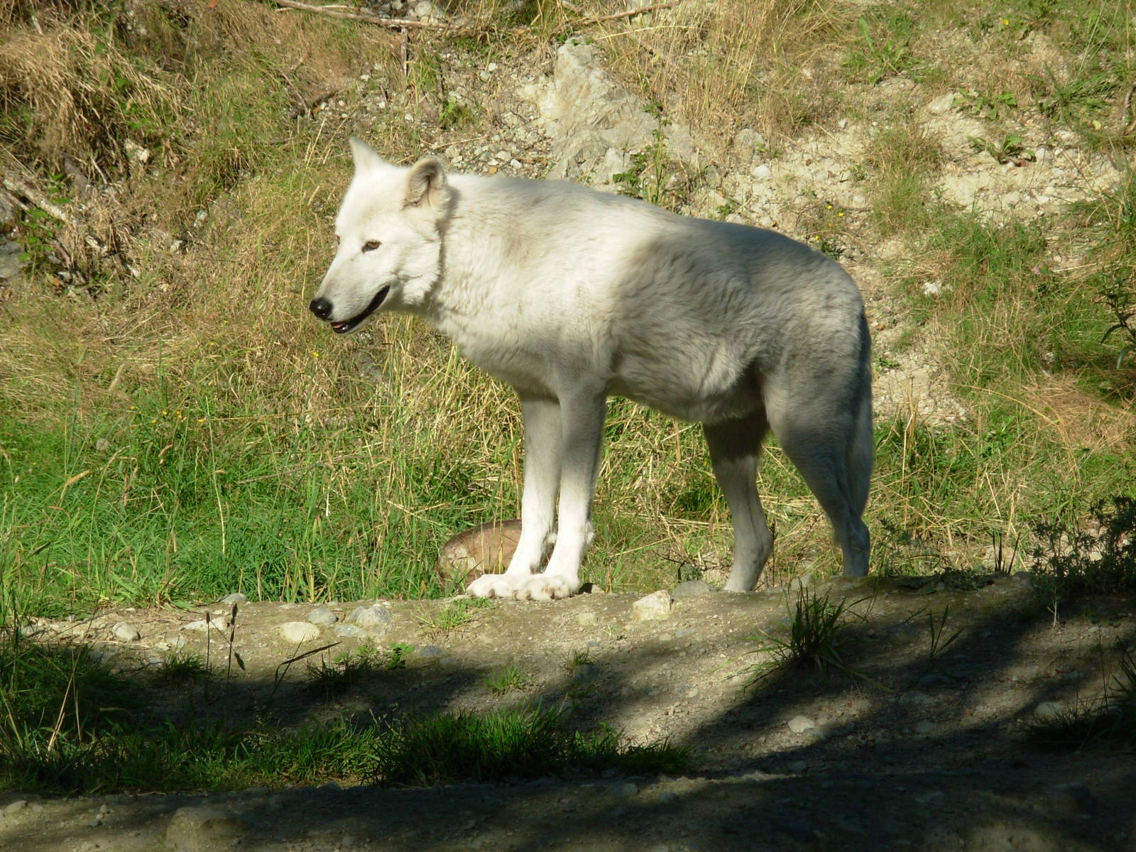 Wolf at the Grouse Mountain Wildlife Refuge