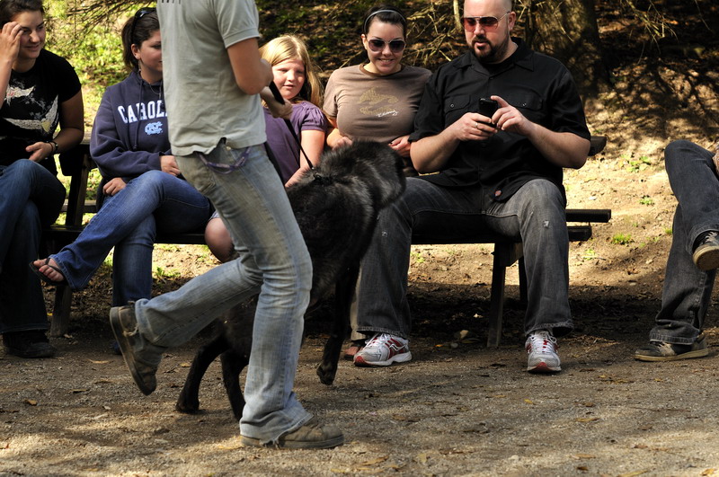 Wolf at Twin Vally Zoo