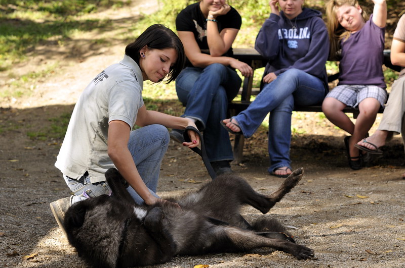 Wolf at Twin Vally Zoo