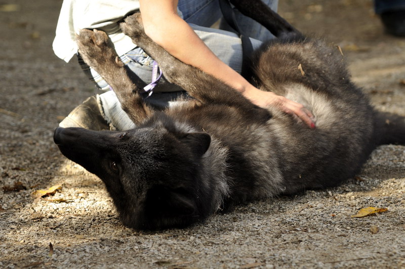 Wolf at Twin Vally Zoo