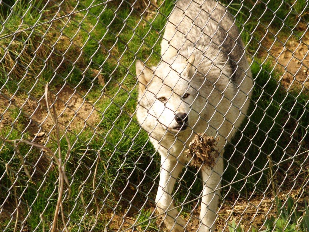 Wolf at Whipsnade