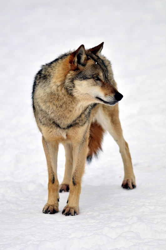 Wolf at Wildpark Neuhaus