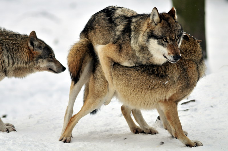 Wolf at Wildpark Neuhaus