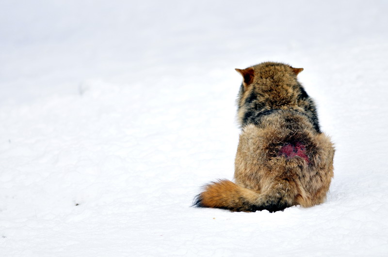 Wolf at Wildpark Neuhaus