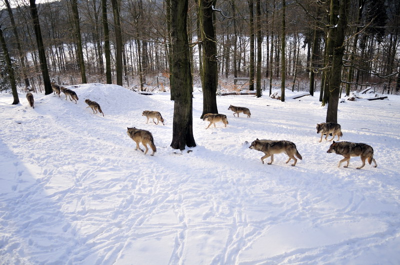 Wolf at Wildpark Neuhaus