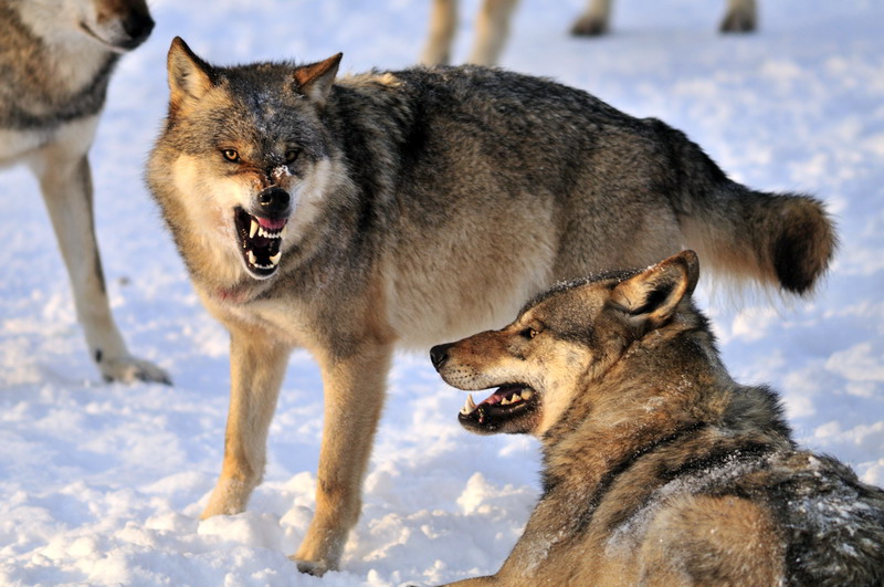 Wolf at Wildpark Neuhaus