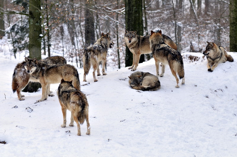 Wolf at Wildpark Neuhaus