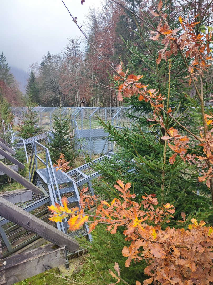 Wolf/Brown bear Connections - Wildpark Grünau/Cumberland