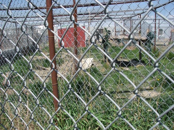 Wolf Cage - Guzoo May 31st 2008