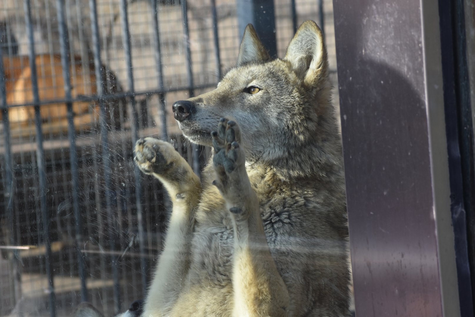 wolf（Canis lupus）