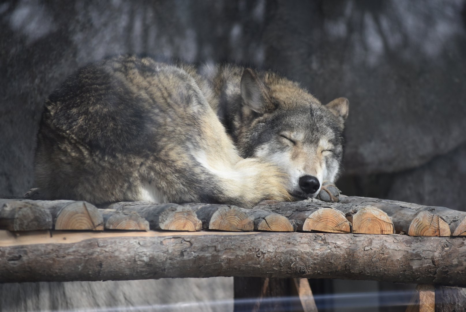 wolf（Canis lupus）