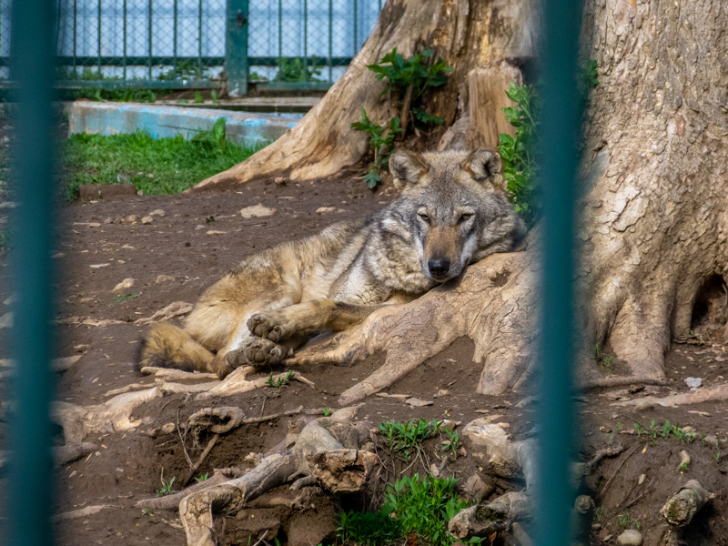 Wolf (Canis lupus)
