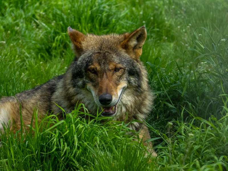 wolf (Canis lupus)