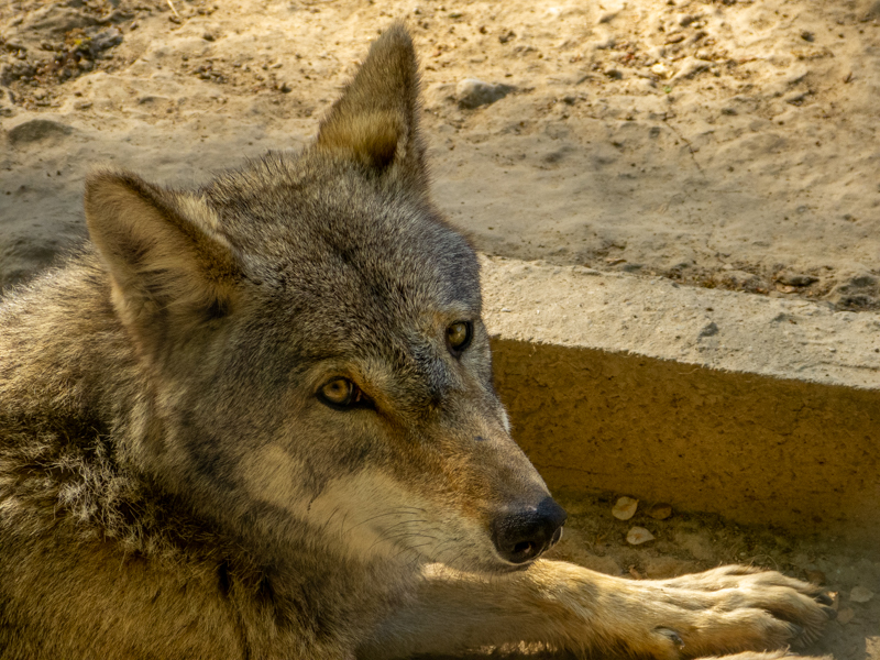 Wolf (Canis lupus)