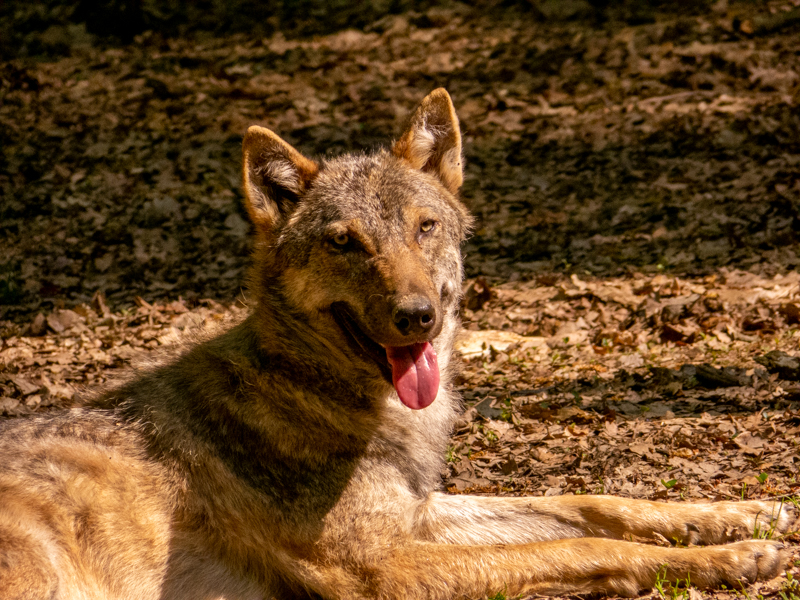 Wolf (Canis lupus)