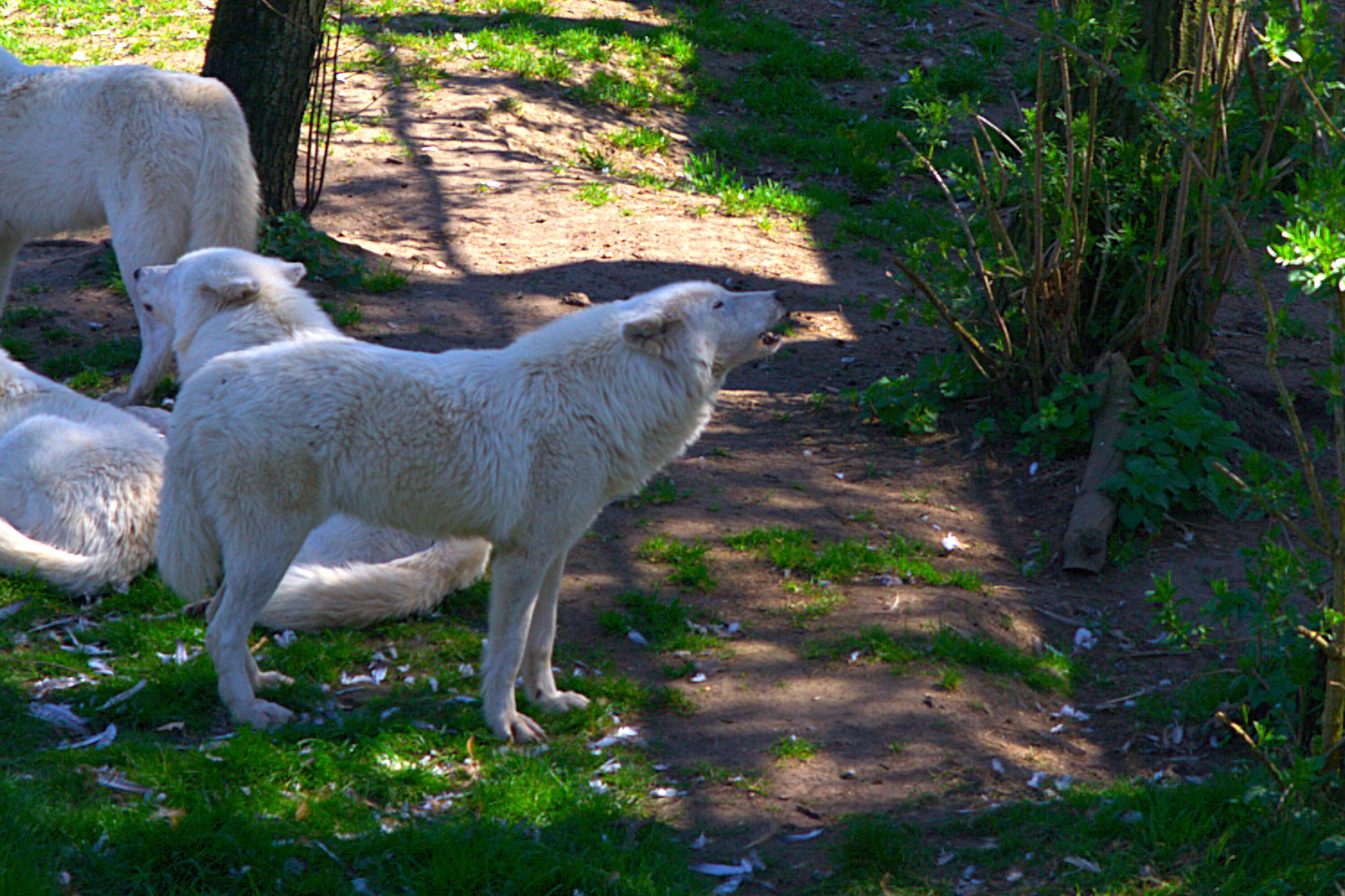 Wolf (Canis lupus)