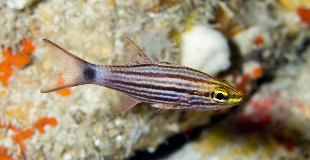 Wolf Cardinalfish
