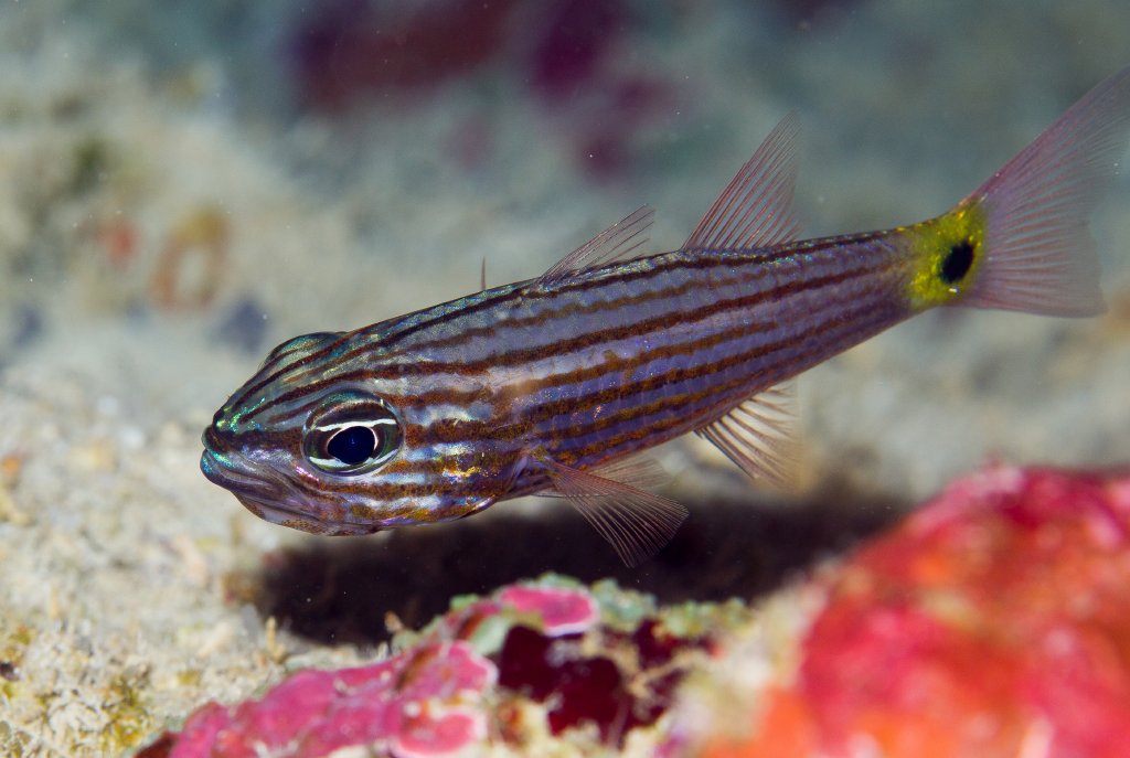 Wolf Cardinalfish