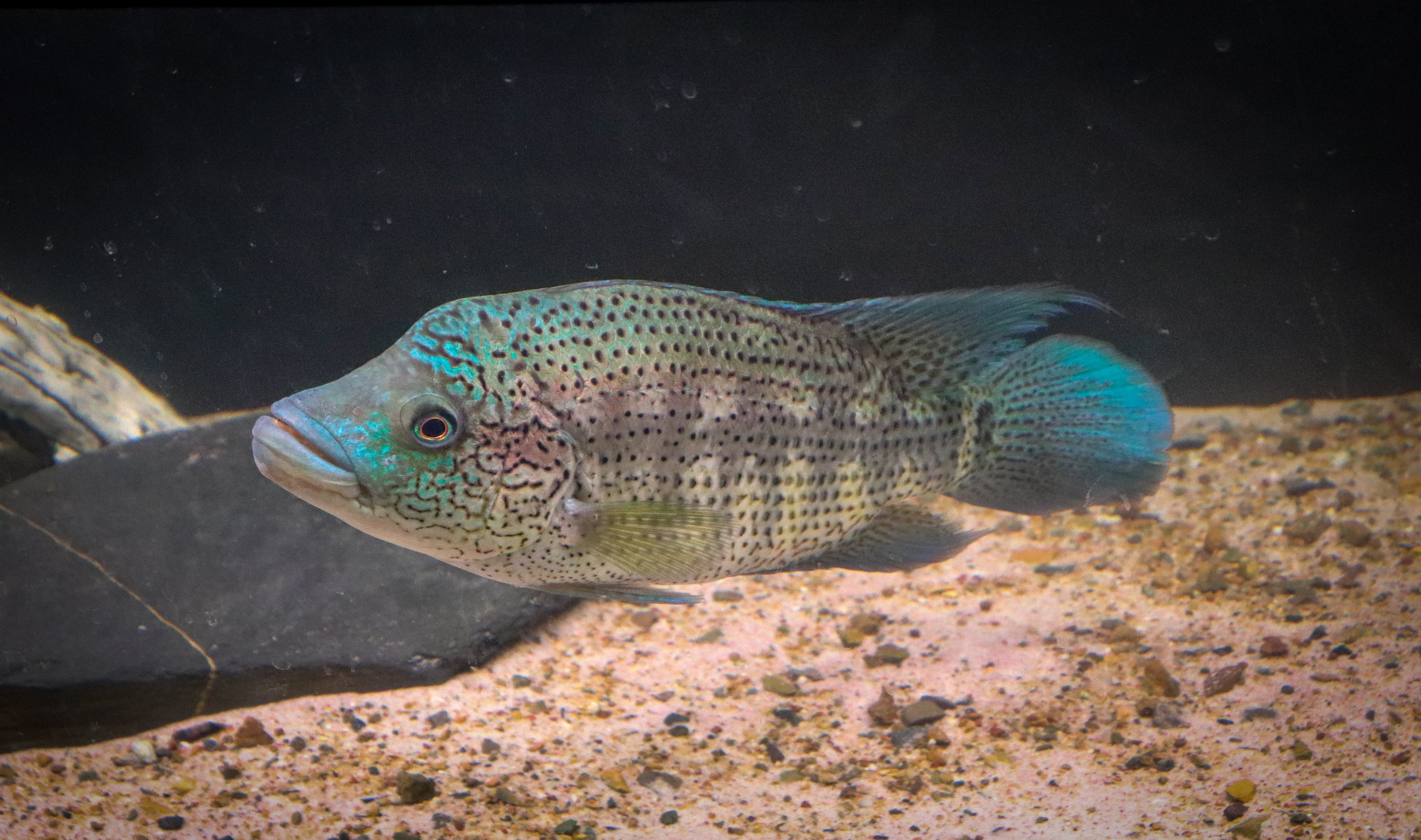 Wolf Cichlid (Parachromis dovii) - Royal Queensland Show 2018
