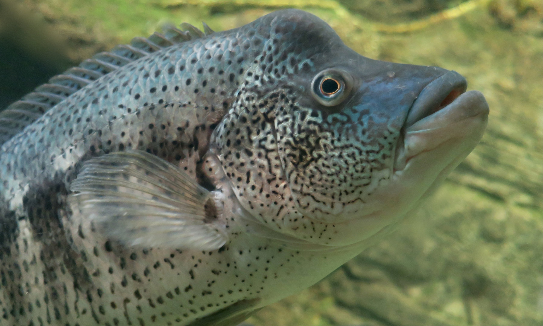 Wolf Cichlid (Parachromis dovii)