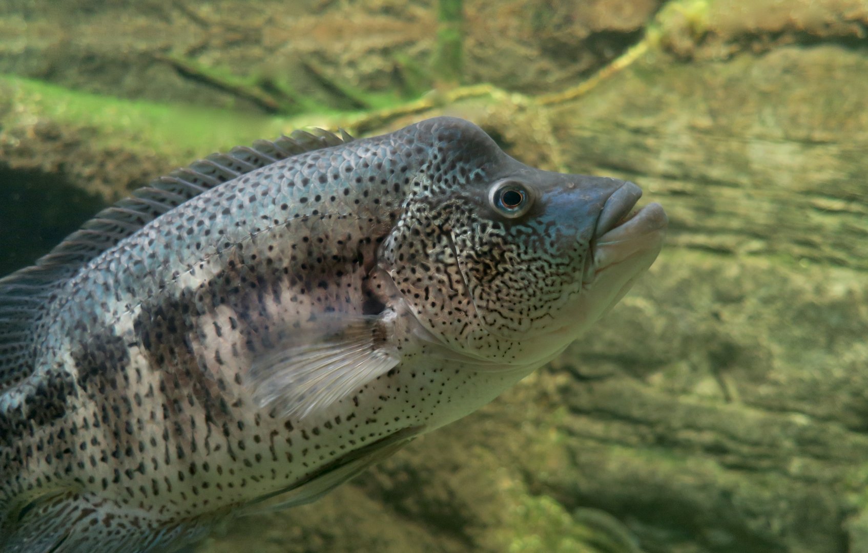 Wolf Cichlid (Parachromis dovii)