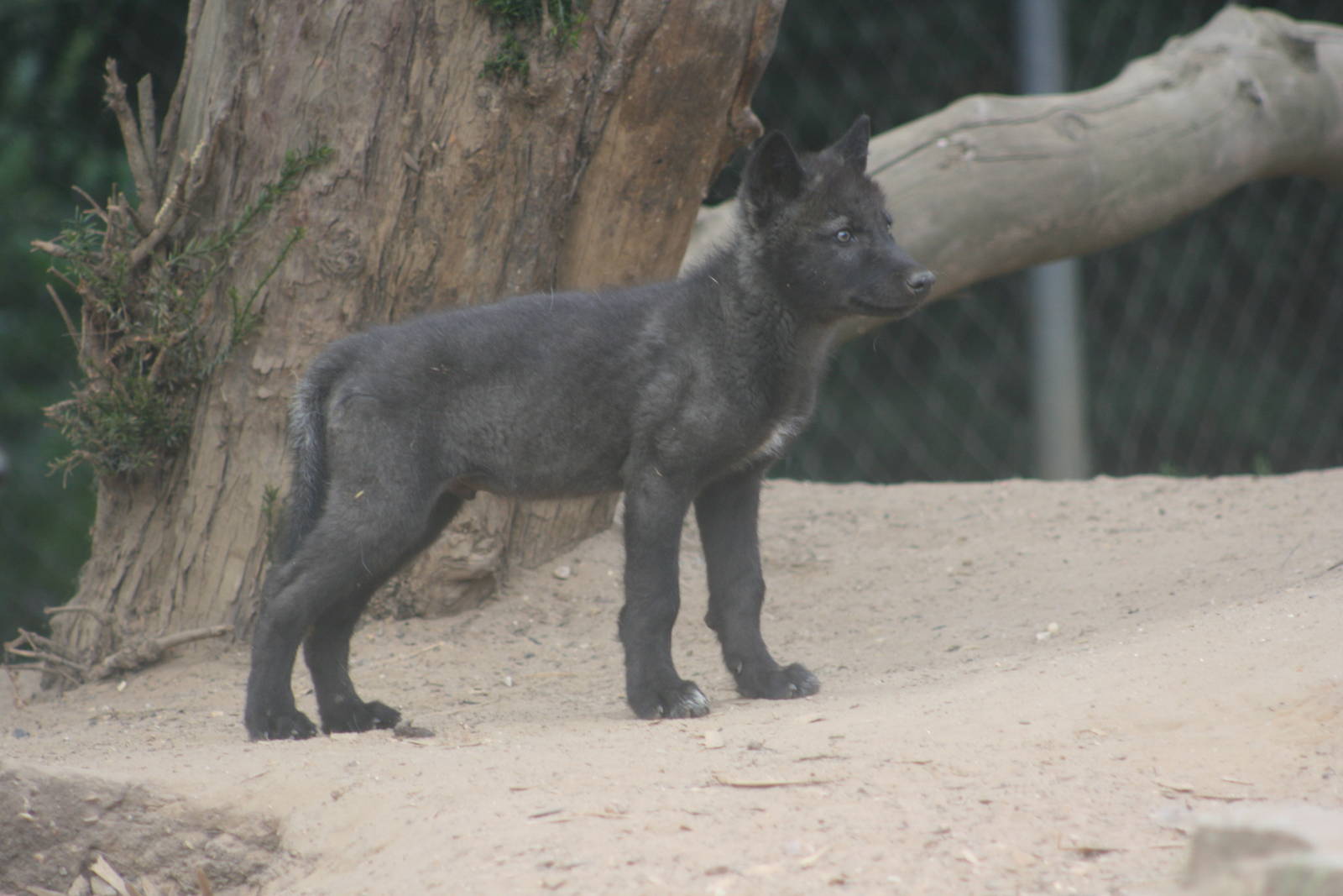 Wolf Cub