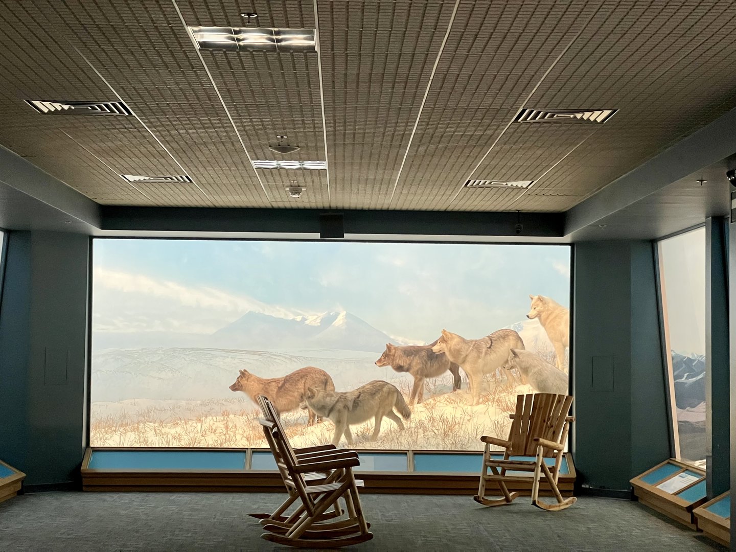 Wolf Diorama frozen in time